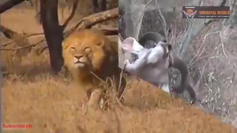 Lion vs tiger real fight ,, who will win fight.