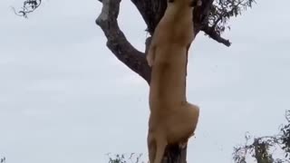 lioness securing her meal