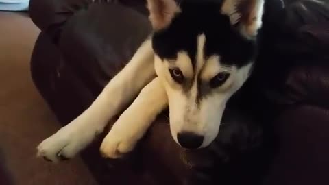 The Pouting Husky