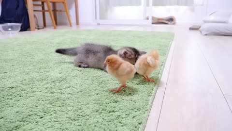 Looking back on how kitten Kiki met tiny chicks for the first time