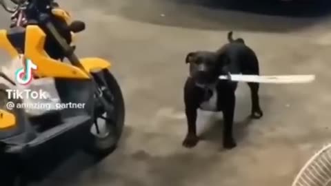 Cute pupY funny video