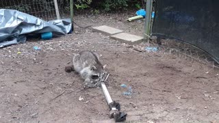 another raccoon