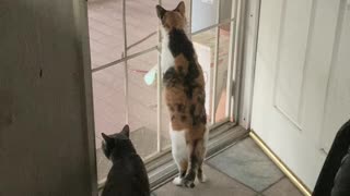 Neighbor Cat on Porch