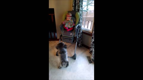 Adorable puppy really wants to play with baby