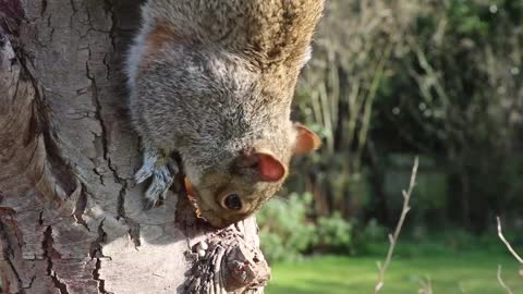 Squirrel eats