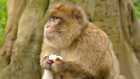 funny ape eating fruit!!!