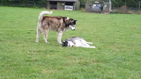 Husky Has The Funniest Argument With Best Friend!