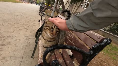 "Purr-fectly Lonely: A Stray Cat's Sweet Search for Cuddles"