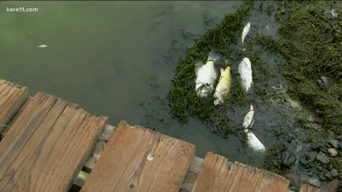 FEMA Fish Kill at Minnesota Lake Hundreds of Dead Fish To Clean Up 2/22/2021