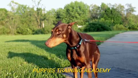 Basic Dog Training, How to Train ANY DOG the Basics and essential skills