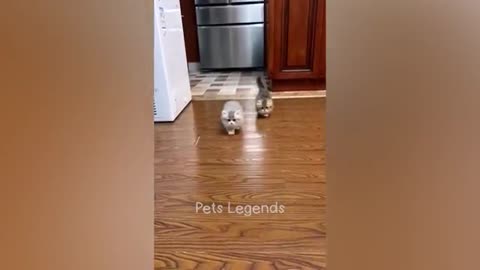 Funniest_Animals_2023_😍_New_Funny_Cats_and_Dogs_Videos_😻🐶_Part=1#realstudio