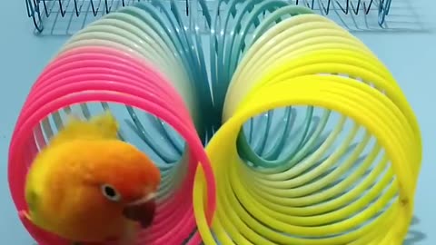 Teach smart little parrots - the most endearing and talented parrots