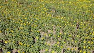 Hiding From My Dog in a HUGE Sunflower Field