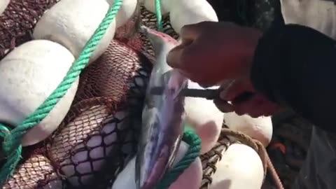 Cleaning fish in Morocco