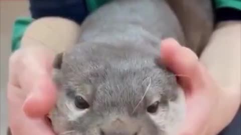 The sound of a yawning otter!