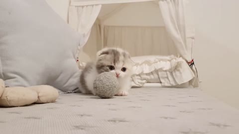 Beautiful Cat Playing With Ball Short Video | Farooq571