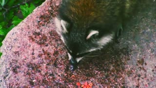 Raccoon in nature