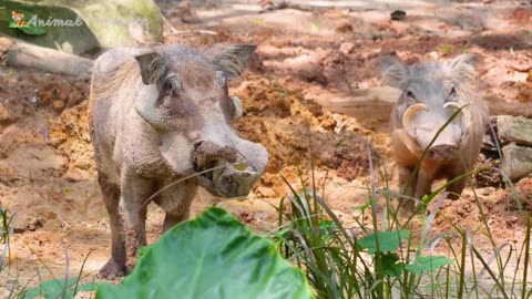 Thrilling Animal Encounters: Tiger, Elephant, Monkey, Sheep, Goat - Exciting Animal Sounds