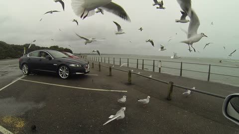Beautiful seagulls fly