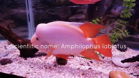 Top 10 Aquarium Monster Fish That You Can Keep