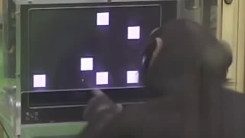 A chimpanzee demonstrating incredible memorization skills