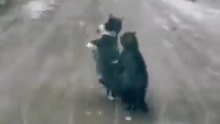 Cat Fight