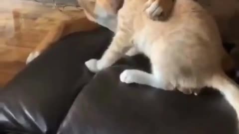 The love between dog and cat