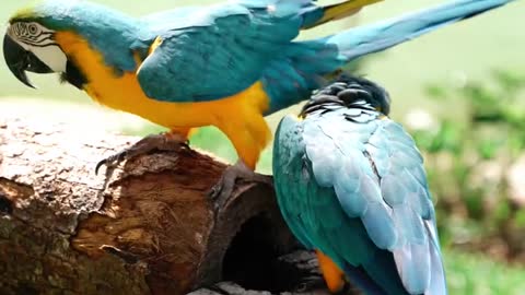 Parrots on a Log
