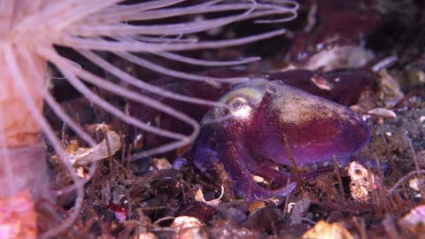 🦑 Cutest Squid You've Ever Seen! Diver Encounters a Bobtail Squid 😍🌊