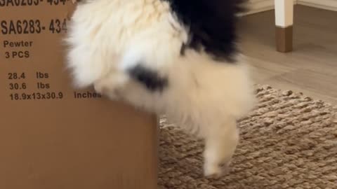 Munchkin Cat Slides Into Cardboard Box