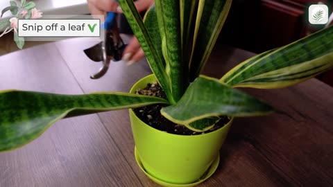 How to Propagate Snake Plant from Leaf