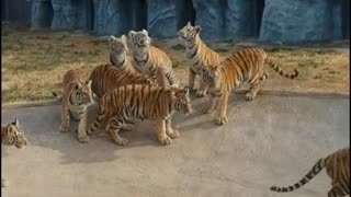 tigers