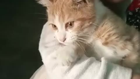 CAT BABY
