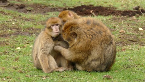 Ape Monkey Primate Barbary Macaque Animal Cute