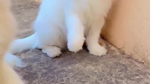 Cute funny cat vedio