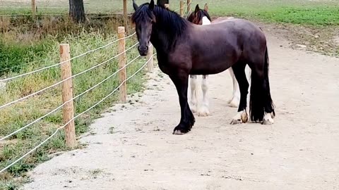 Beautiful Friesian crosses and Clydesdale