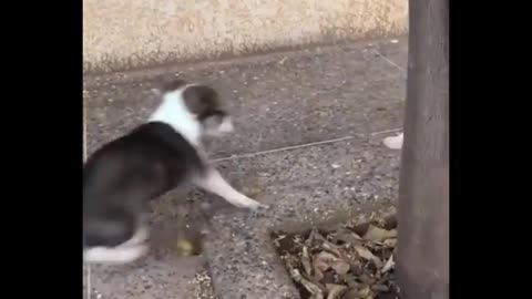 Funniest Cats Don't try to hold back Laughter Funny Cats Life
