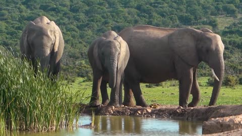 Elephants Herd Watering Hole