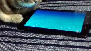 The cat catches a fish on the tablet.