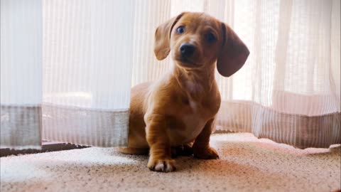 A Pet Dog Wandering On A Camera