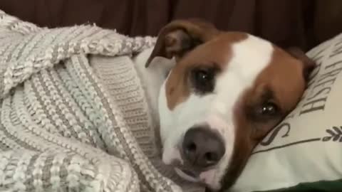 Pup Curls Up By The Fireplace With A Cozy Blanket