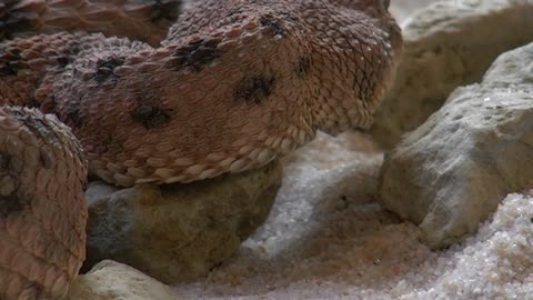 Amazing Snake Python King Cobra Big Battle in the Desert Mongoose