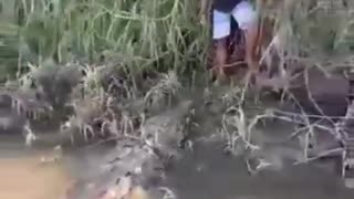 MONSTER ALLIGATOR