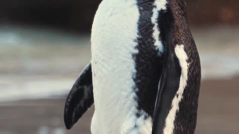 An African Penguin