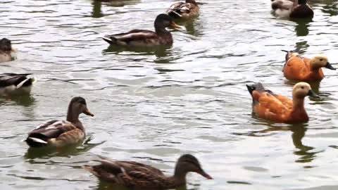 Duck and Goose | Video | Birds