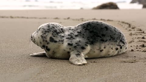 seal on the beach 2021