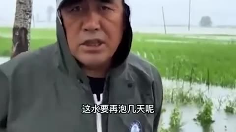 Heilongjiang rice farmers anticipate a failed harvest due to the floods