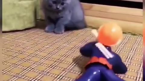 Cat scared by gunshots