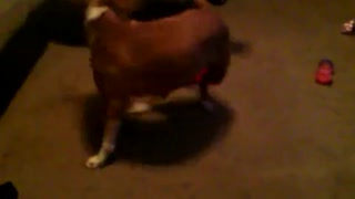 Dog chasing tail..