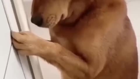 Funny Dog video